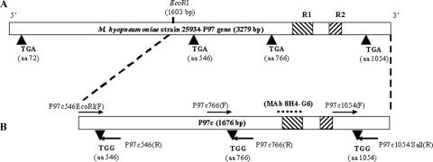 FIG. 1.