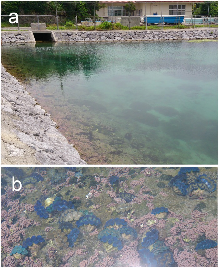 Zooxanthellal Genetic Varieties In Giant Clams Are Partially Determined 