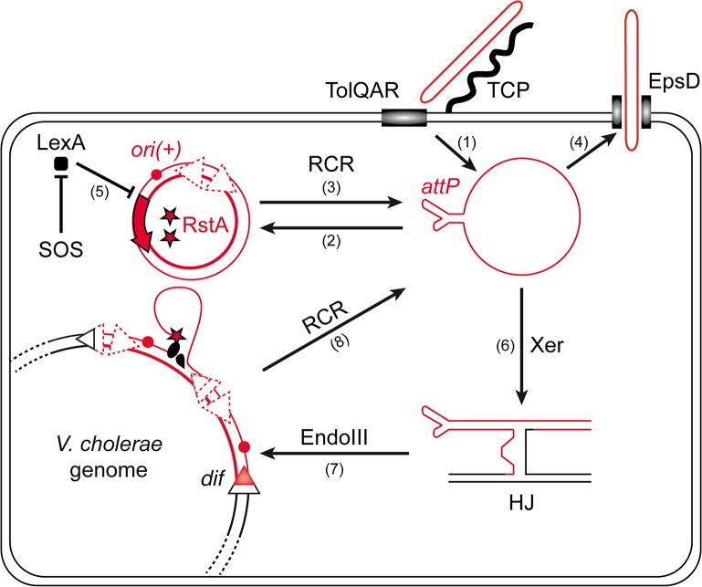 Fig 1