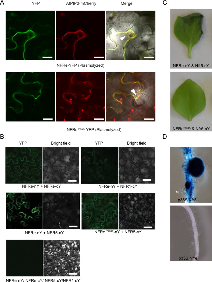 Figure 4—figure supplement 1.