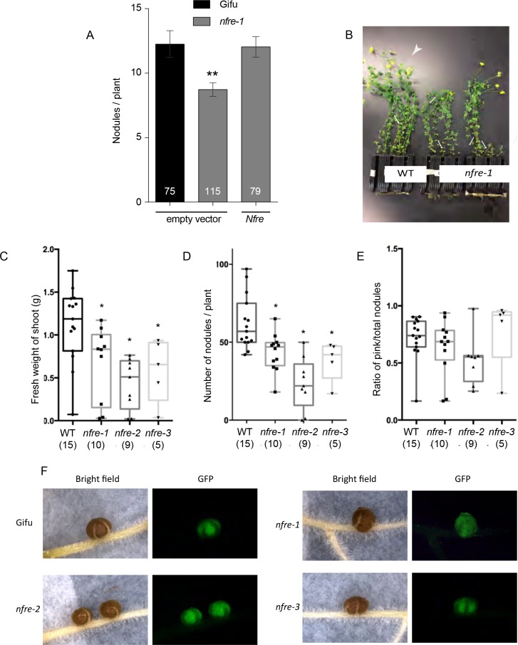 Figure 3—figure supplement 1.