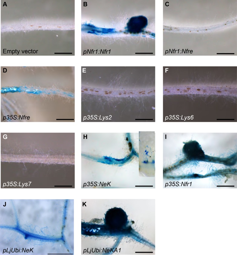 Figure 2—figure supplement 1.