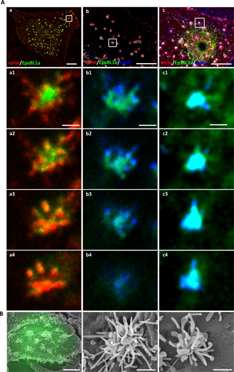 FIGURE 4: