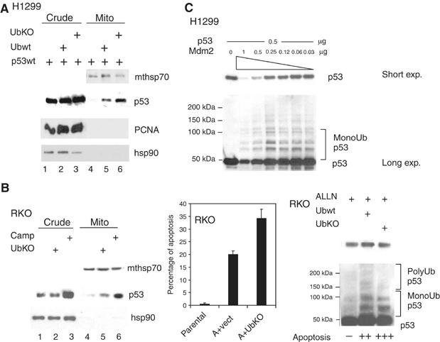 Figure 3a