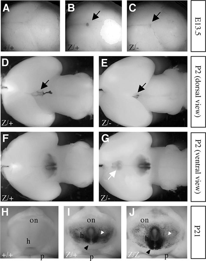 FIG. 2.