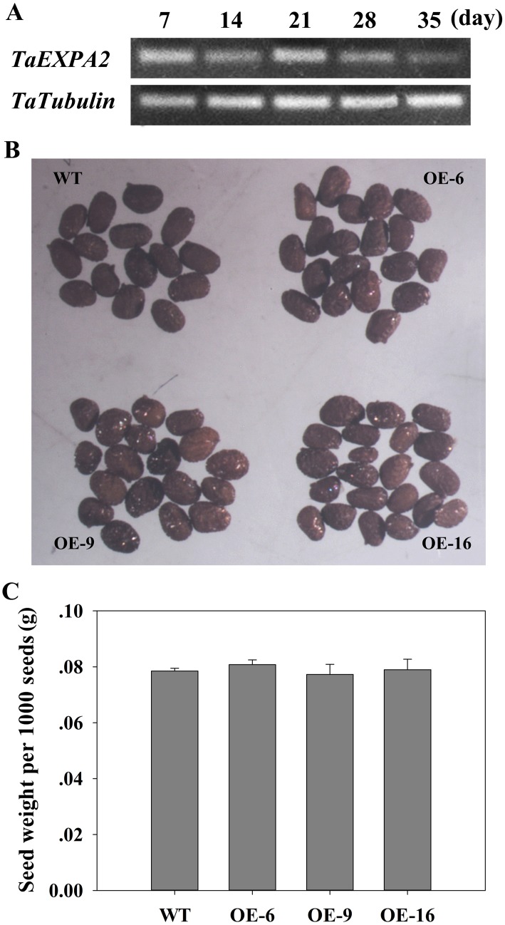 Fig 5