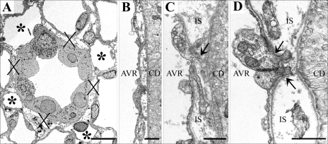 Fig. 11.