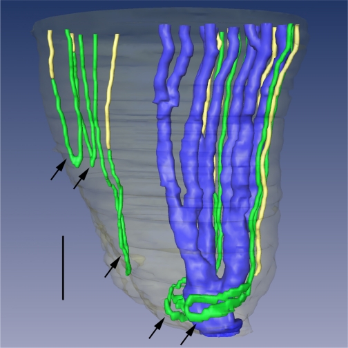 Fig. 13.