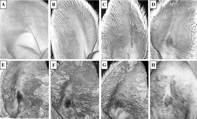 Fig. 2