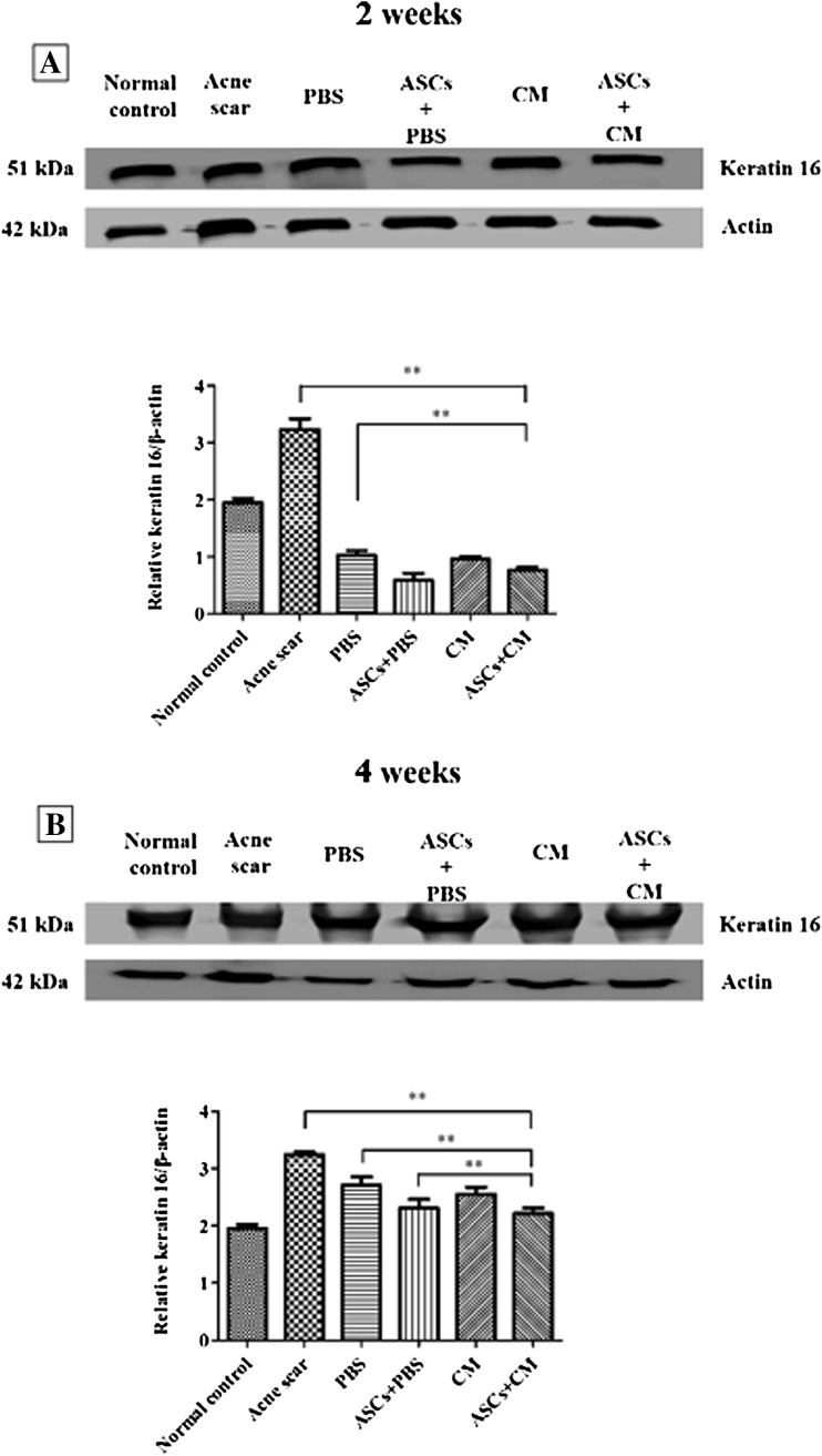 Fig. 12