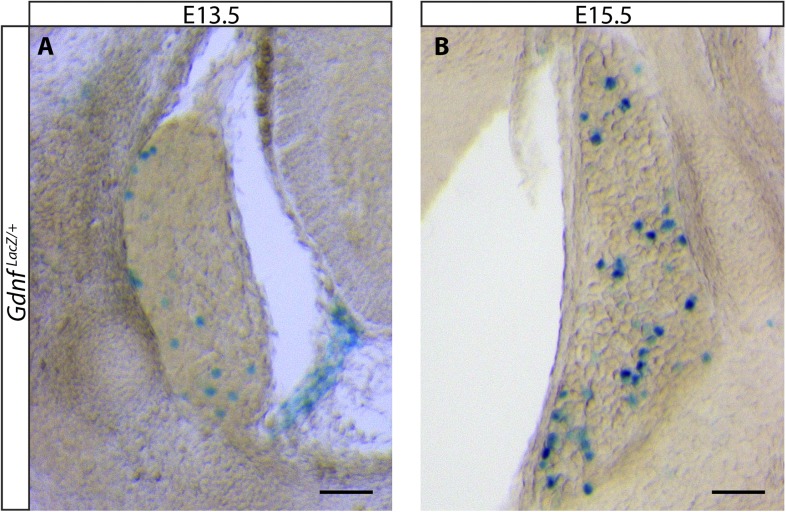 Figure 8—figure supplement 1.