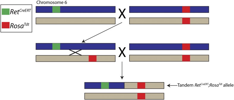 Figure 3—figure supplement 1.