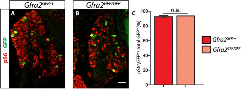 Figure 4—figure supplement 1.