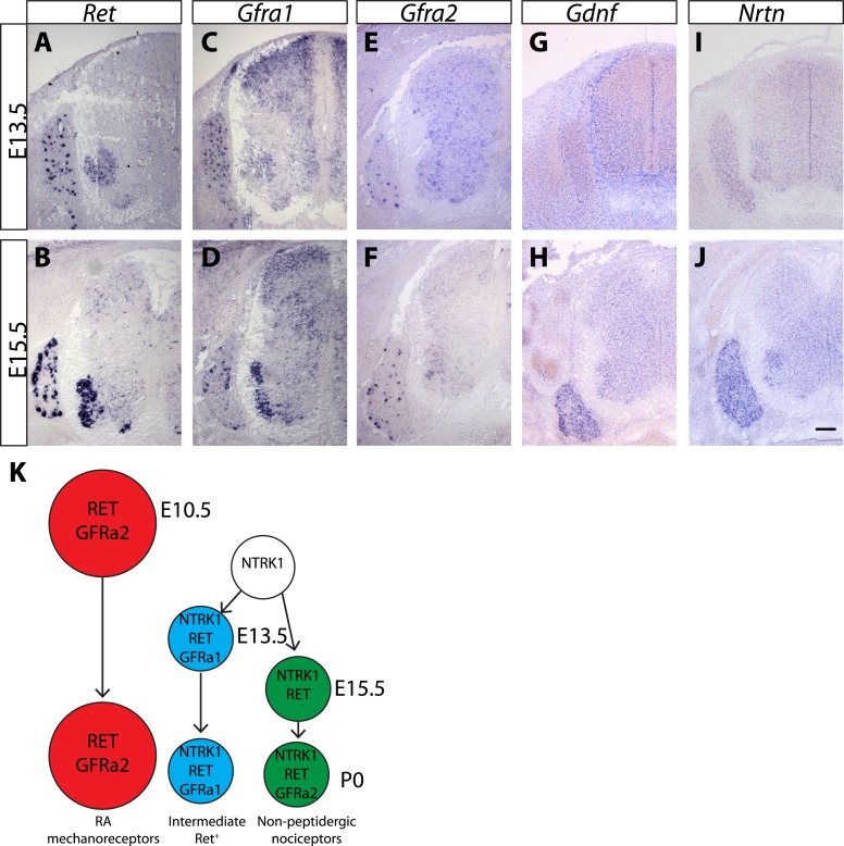 Figure 1—figure supplement 1.