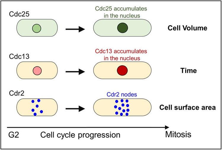 Figure 7.