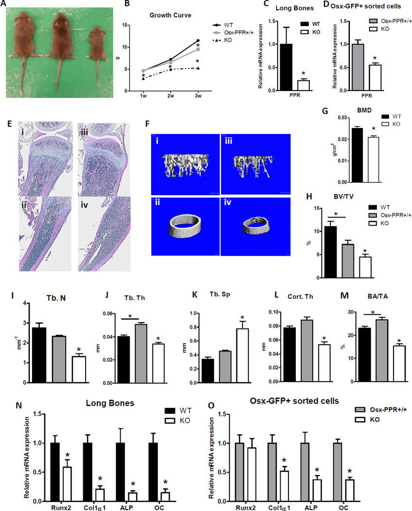 Fig.1