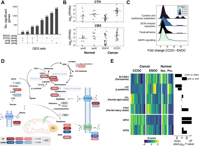 Figure 6. CCOC–ENOC differences beyond proEM–secEM differences highlight alterations in cysteine/methionine biogenesis and iron metabolism. A, Overlap of genes upregulated in ENOC (relative to CCOC), CCOC (relative to ENOC), proEM (relative to secEM), and secEM (relative to proEM) showing the shared gene sets used for enrichment testing. B, CTH and CBS are two highly differentially expressed genes between ENOC and CCOC, whereas not different between two phases of normal endometrium. C, Distribution of fold changes for genes in the four significantly enriched KEGG pathways upregulated in CCOC. D, Cysteine synthesis pathway with the fold change between CCOC and ENOC indicated for each expressed gene. E, Heatmap of iron and ferroptosis-related genes showing Z-score and absolute log10 (P value) for CCOC vs. ENOC and secEM vs. proEM, with direction indicated as a barplot on the right of the heatmap.