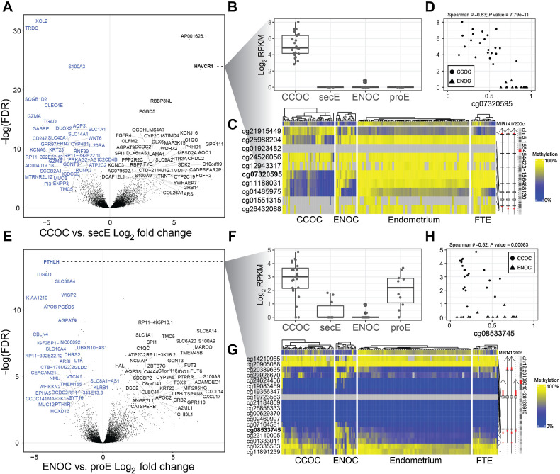 Figure 5. Comparison with matched normal yields cancer-specific alterations. A, Volcano plot showing gene expression alterations between CCOC and secE. X-axis is log2-fold change and y-axis is negative log10-transformed FDR. Top ranked DEGs are labeled in black (upregulated in CCOC relative to secE) and blue (downregulated). B, HAVCR1 is expressed only in CCOC samples; lines indicate first quartile, median, and third quartile. C, HAVCR1 shows demethylation in three probes near the transcription start site in CCOC samples only. D, For samples with matched expression and methylation data, HAVCR1 expression corresponds to methylation at the transcription start site as illustrated by the probe cg07320595. E, As in A, but for ENOC vs. proE. F, Expression by sample group boxplots for PTHLH showing that this gene is downregulated in ENOC relative to proE but upregulated in CCOC relative to secE. These demonstrate that using a matched normal is critical because the merged signals from whole endometrium without regard to phase would obscure the change in ENOC relative to its putative cell state of origin. G, Methylation at the PTHLH gene shows some hypermethylation at the transcription start site in ENOC, but this does not fully explain the expression. H, As in D but for PTHLH. Athough expression is significantly associated with methylation at the transcription start site probe cg08533745, it does not seem to fully explain suppressed expression of PTHLH in ENOC samples.