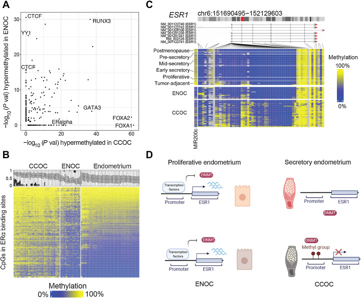 Figure 4. Epigenetic differences between CCOC and ENOC reveal how cell state differences are propagated through mitosis. A, −Log10 (P value) for TFBS enrichment for probes hypermethylated in ENOC compared with CCOC (y-axis) and CCOC compared with ENOC (x-axis). Each dot represents a TFBS region set. Labels are shown for region sets related to chromatin architecture (enriched for hypermethylation in ENOC) and those related to estrogen signaling (enriched for hypermethylation in CCOC). B, Heatmap of probes (rows) overlapping ERα TFBSs sorted by average methylation in endometrium. Boxplots show the methylation distribution for these probes for samples (columns). CCOC shows gain of methylation at ERα binding sites compared with normal endometrium. C, In addition, the promoter of ERα’s encoding gene, ESR1, gains methylation in CCOC at most probes around the transcription start site; ESR1 transcription start site is unmethylated in normal endometrium. D, A model for ESR1 promoter methylation in normal endometrium and tumors. In normal endometrium, regardless of the phase, the ESR1 promoter is unmethylated, which allows for cyclic modulation by transcription factors through normal monthly cycling. In the cell of origin of CCOC, which is likely secretory endometrium-like, ESR1 is not expressed, and DNA methylation can accumulate stochastically and then become clonally expanded.