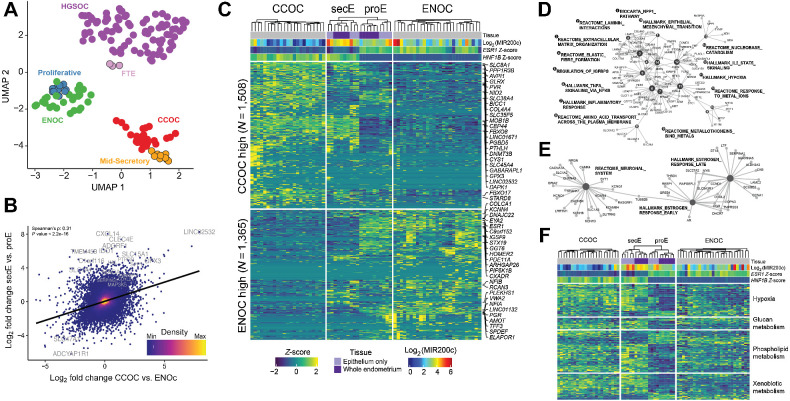 Figure 2. CCOC and ENOC resemble different phases of normal cyclic endometrium based on gene expression profile. A, RNA-seq UMAP shows tumors clustering by histotype and with putative corresponding normal cell(s) of origin. Each dot represents a sample, with colors indicating sample type. B, Globally, CCOC–ENOC expression differences for all genes (log2-fold change, x-axis) are positively correlated with fold change between secretory and proliferative endometrium (y-axis). Top 20 DEGs by P value for secE versus proE are labeled. C, Significant DEGs between CCOC and ENOC also separate endometrium of different phases (FDR <0.05 and absolute fold change >2). Each row represents a DEG and each column a sample. Both rows and columns are clustered by Euclidian distance after first grouping by fold change sign (rows) as well as into CCOC, ENOC, and endometrium (columns). Note that secE and proE separate perfectly based on CCOC versus ENOC DEGs. Gene expression (Log2 RPKM) is row normalized into Z-scores, capped at ±2. The 25 most up- and downregulated genes by P value are labeled. D, Gene-concept network plot showing enriched molecular pathways for genes upregulated in both CCOC relative to ENOC and secE relative to proE. Numbered nodes represent pathways, with DEGs in that pathway connected to the corresponding node. The size of each node is scaled on the basis of the number of overlapped DEGs in that pathway. E, As in D, but for pathways enriched in genes overexpressed in ENOC relative to CCOC and proE relative to secE. F, CCOC and ENOC share key metabolic pathways with secE and proE, respectively. Color of the heatmap represents Z-score as in C for genes (rows) from four pathways significantly overrepresented in DEGs between secretory and proliferative endometrium.