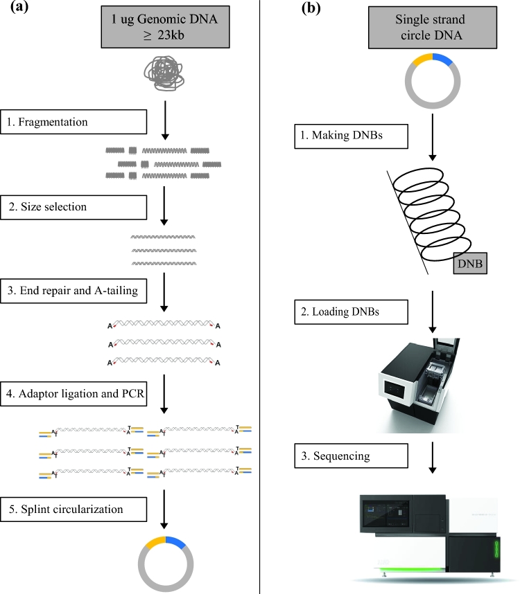 Figure 1: