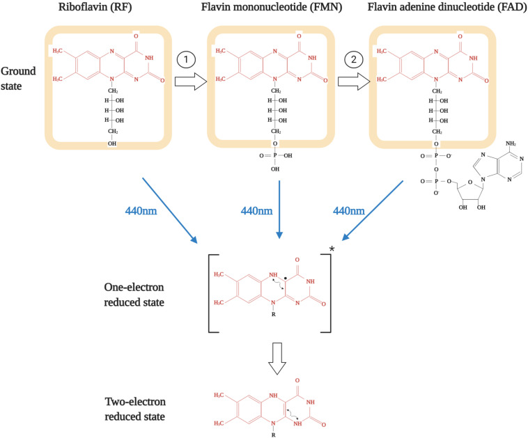 FIGURE 2