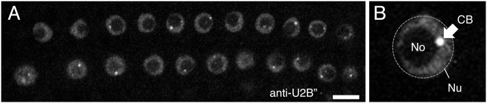 FIGURE 3