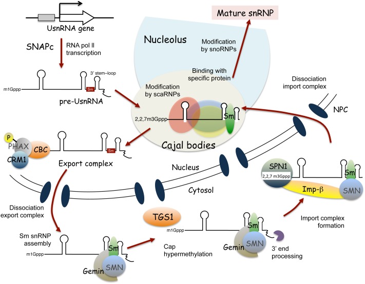 FIGURE 2