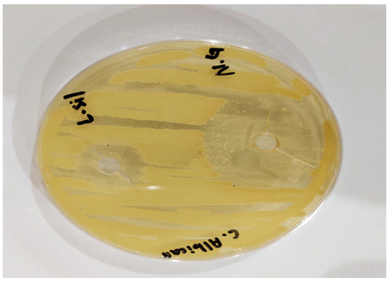 Figure 11