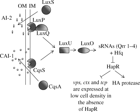 Figure 4.