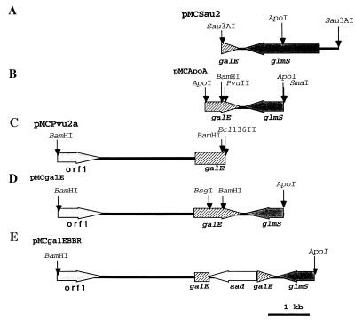 FIG. 1