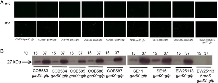 FIG 6