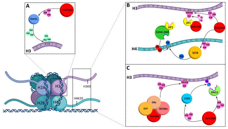 Figure 6