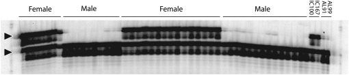 Figure 4.—