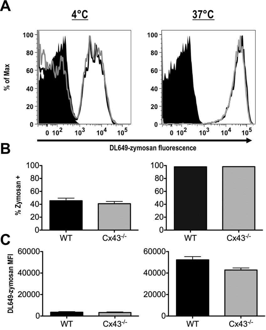 FIGURE 4