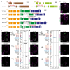 Extended Data Fig. 6