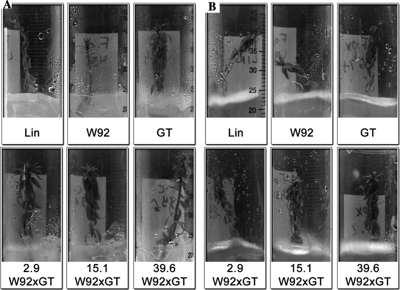 Fig. 4