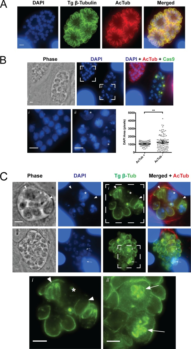 FIG 6 