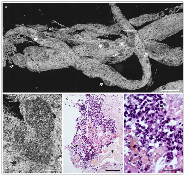 Fig. 20