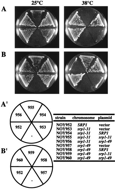 FIG. 1