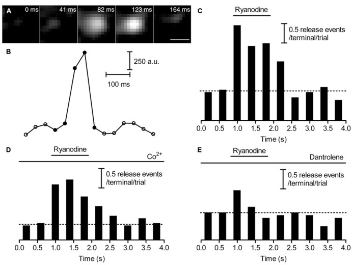 FIGURE 4