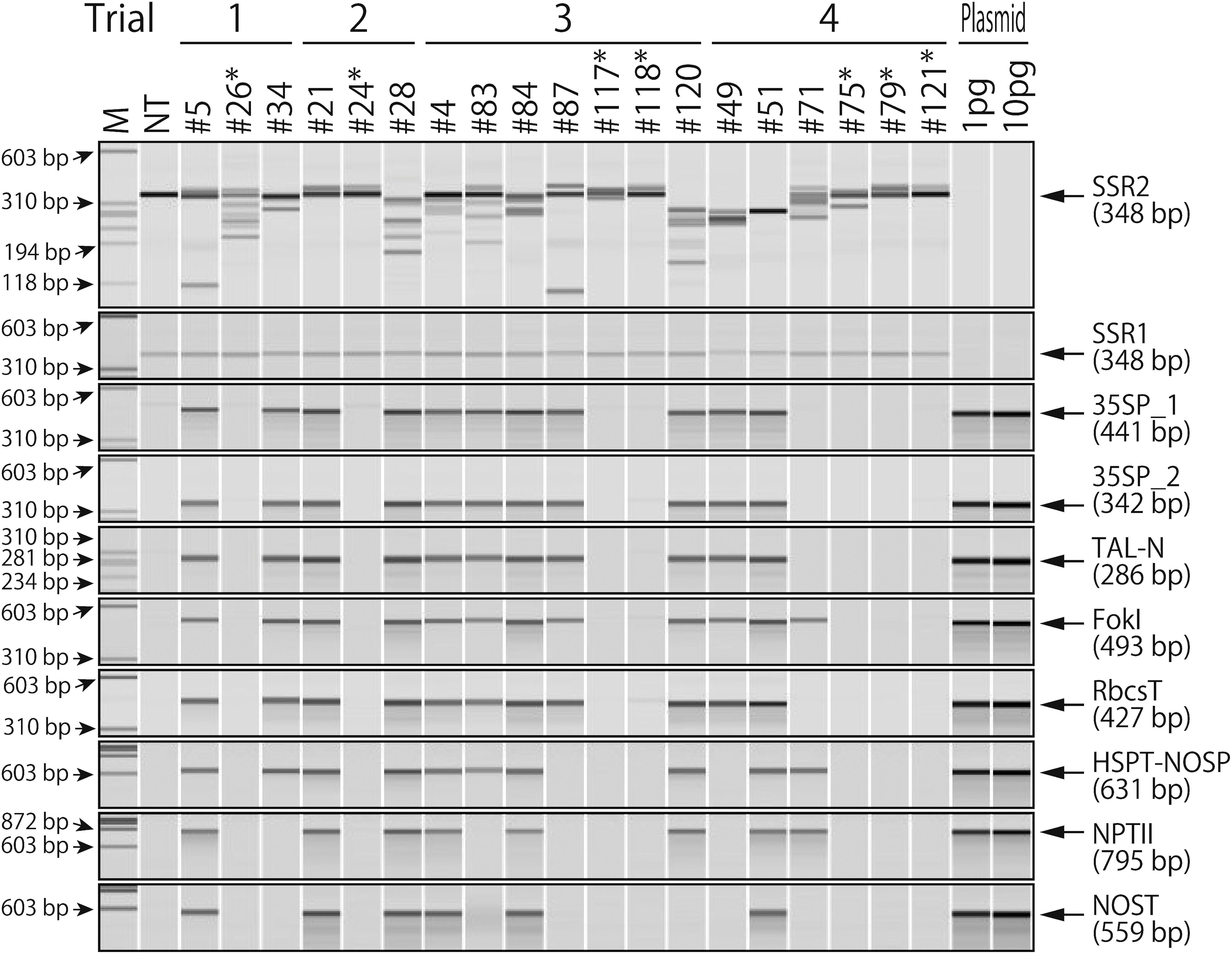 Figure 2. Polymerase chain reaction (PCR) verification of the non-transgenic sterol side chain reductase 2 (SSR2) mutant lines. Purified genomic DNA extracted from regenerated shoots was used as a PCR template. SSR2 and SSR1 are the TALEN target and potential off-target, respectively. Eight primer sets were used to amplify the partial T-DNA regions between the left and right border sequences. The amplified regions are shown in Figure 1. The plasmid pYS_026-SSR2_C was used as a positive control for the transgene amplifications. NT, non-transgenic Sassy. The seven lines did not show amplification of any transgene tested were marked by asterisks.