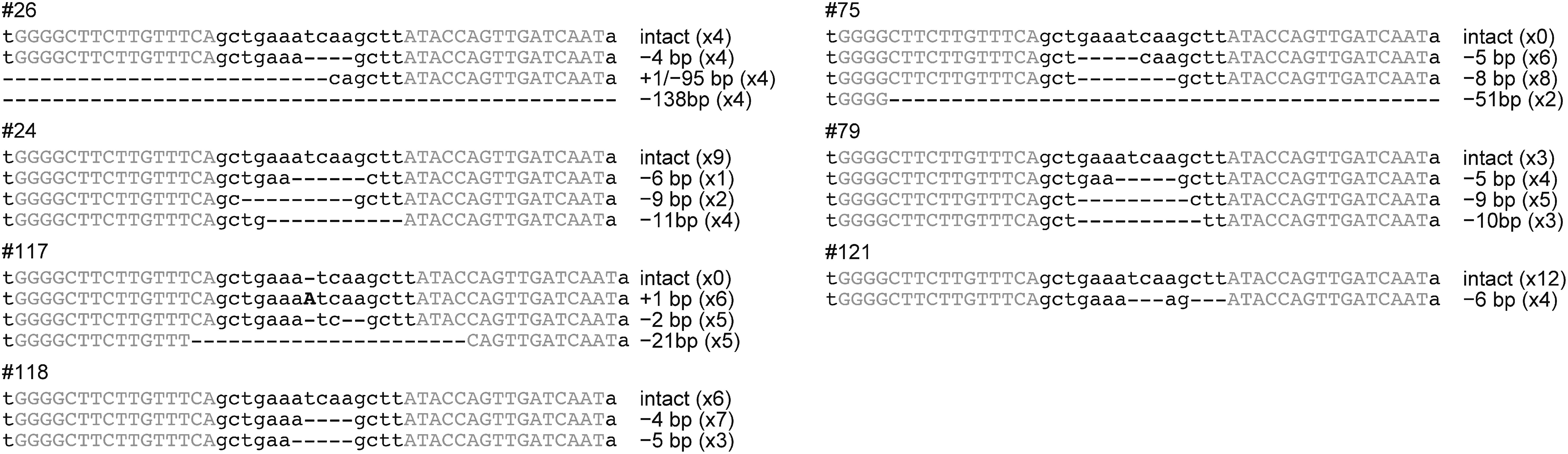 Figure 3. The target SSR2 sequence in the regenerated lines with no detectable transgenes. Multiple alignment of the SSR2 target sequence and PCR products amplified from regenerated lines #26, #24, #117, #118, #75, #79, and #121. Gray uppercase letters indicate TALEN-recognition sites. Dashes and black uppercase letters in the sequence alignments indicate nucleotide deletions and insertions, respectively. Deletion sizes are indicated to the right of the alignment.