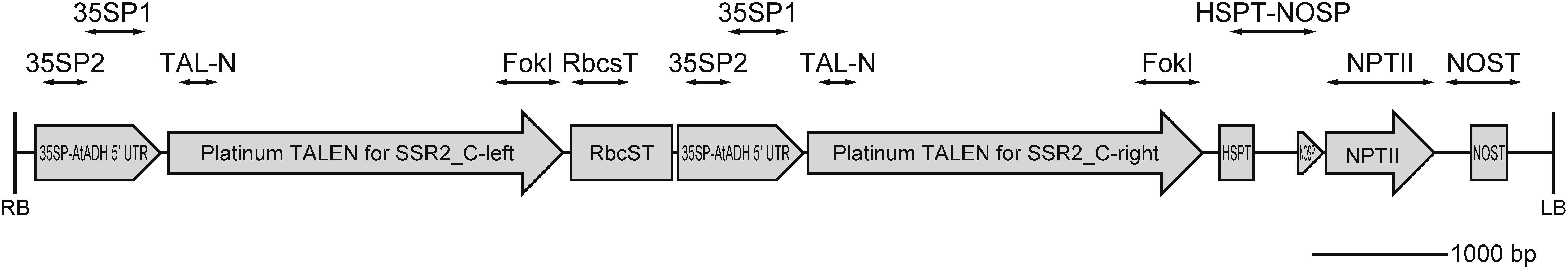 Figure 1. Schematic illustration of the T-DNA region of the Platinum transcription activator-like effector nuclease (TALEN) expression construct. RB and LB, T-DNA right and left borders, respectively; 35SP-AtADH-5'UTR, Cauliflower mosaic virus 35S promoter 5'-untranslated region of A. thaliana alcohol dehydrogenase; RbcsT, Rubisco small subunit terminator; HSPT, heat shock protein terminator from Arabidopsis thaliana; NOSP, nopaline synthase promoter; NPTII, neomycin phosphotransferase II; NOST, nopaline synthase terminator. The double-headed arrows indicate the amplified regions in Figure 2.