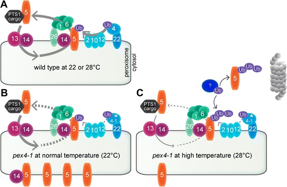 Fig. 8