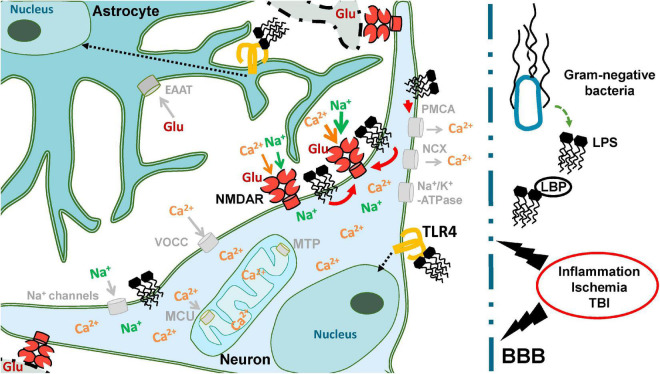 FIGURE 10