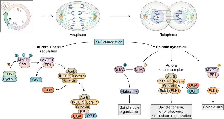 Figure 6