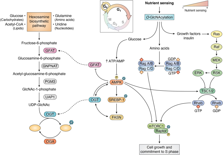 Figure 3
