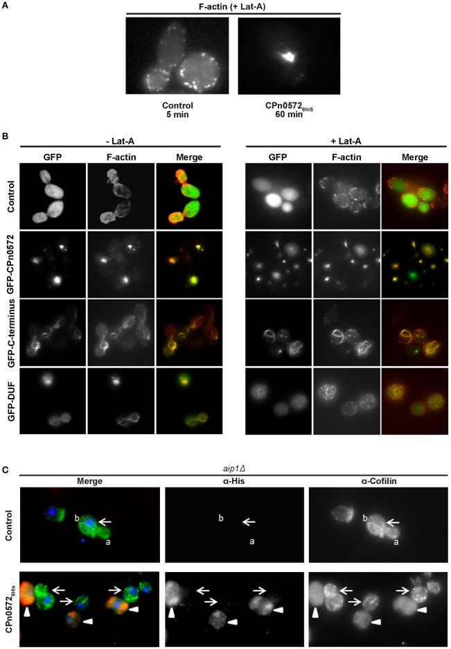 Figure 6