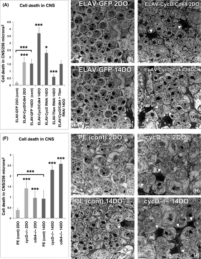 Fig 4